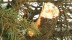 Пензяк украл у школьников новогоднее дерево