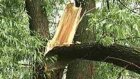 Упавшее дерево едва не убило маленьких детей