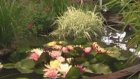 Сурские флористы продлевают жизнь цветам