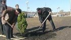 Чиновники высадили 65 деревьев у «Василька»