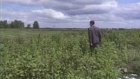 В селе Куракино нашли целые плантации конопли