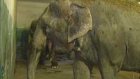 Индийские слоны встретят Новый год в Пензе