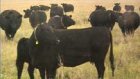 Под Пензой разведут австралийских коров