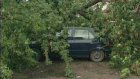 Упавшее дерево опять повредило автомобиль