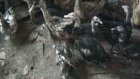 В Пензе ликвидирована птицеферма на дому