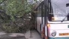Старое дерево рухнуло на автобус