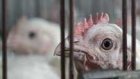 Птицефабрики проверят на наличие птичьего гриппа