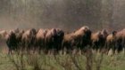 Американских бизонов заменят на калмыцких коров
