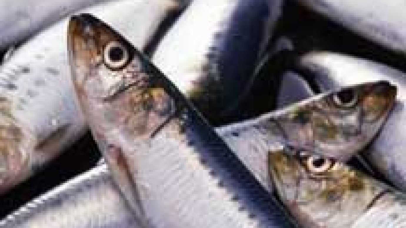 Продавцы рыбы обвешивали доверчивых пензяков