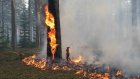 Продолжается ликвидация последствий лесных пожаров
