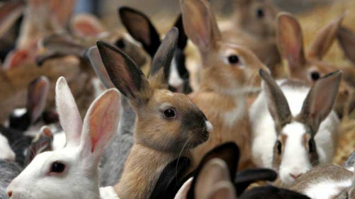 Ферма в Марьевке обеспечит область крольчатиной