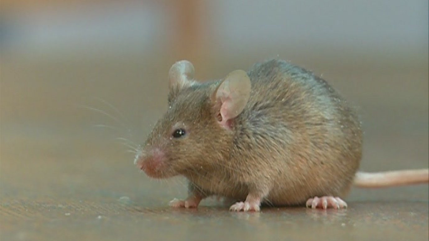 В Пензенской области выросла угроза мышиной лихорадки