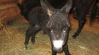 В Пензенском зоопарке случилось пополнение в семье ослов