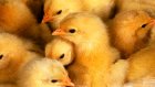 Инспекторы ДПС из Спасска спасли цыплят от мороза