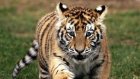 Пензенский зоопарк вошел в программу по размножению амурских тигров