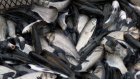 В областном правительстве пройдет съезд пензенских рыбоводов