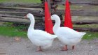 Жителя Белинского района осудили за кражу двух гусей