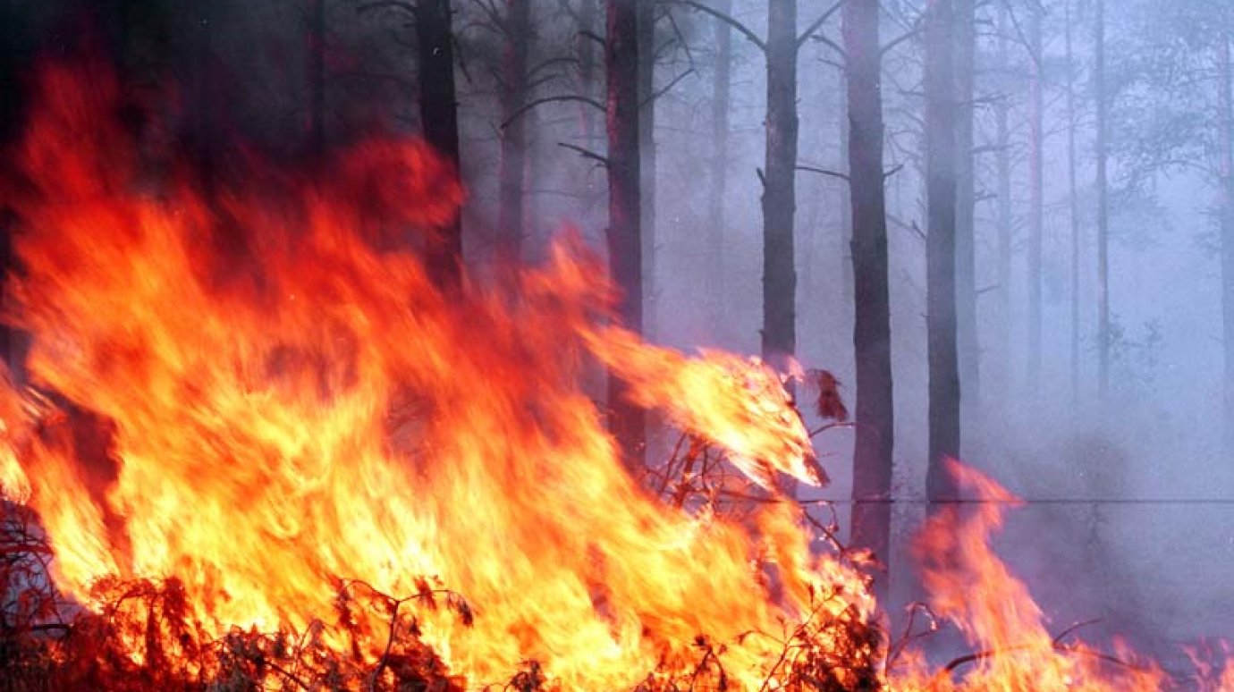 С 30 апреля в Пензенской области вводится противопожарный режим