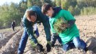 5 мая в Пензенской области объявлено Днем посадки леса
