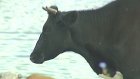 В Пензенской области из-за укусов мошек гибнет крупный рогатый скот