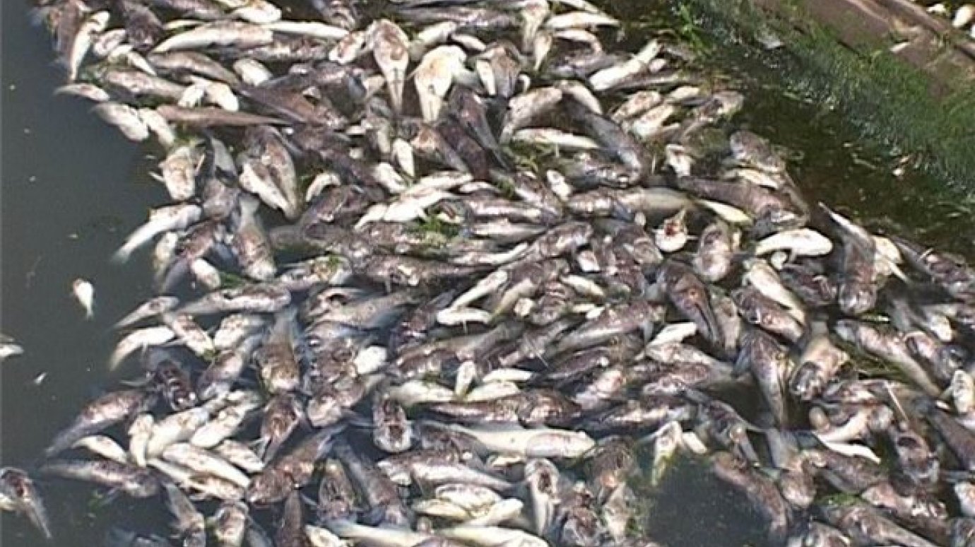 Более трех тонн рыбы погибло в Кузнецком районе