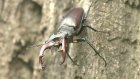 В Неверкинском районе обнаружили двух редких насекомых