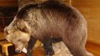 В Наровчатском краеведческом музее появилось чучело медведя