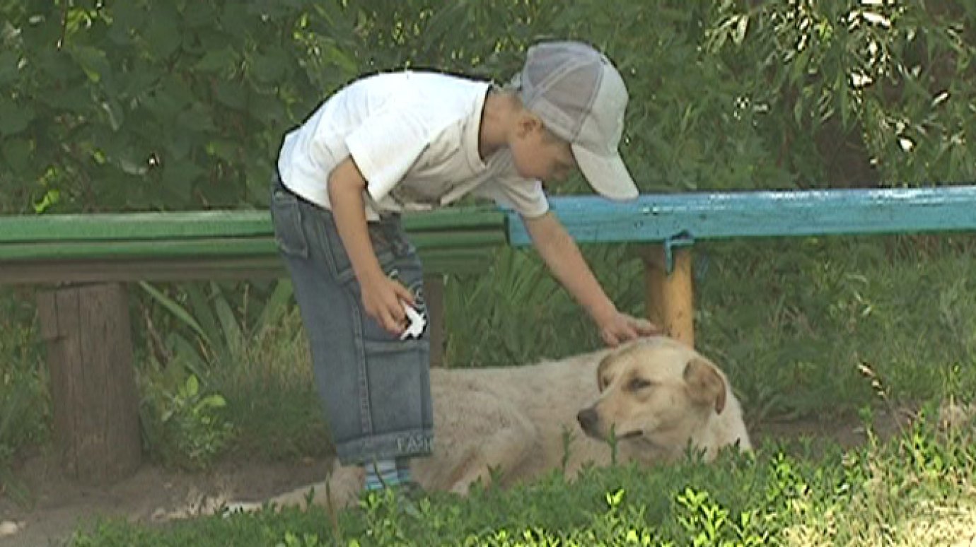 Добрые люди с улицы Российской приручили двух бездомных собак