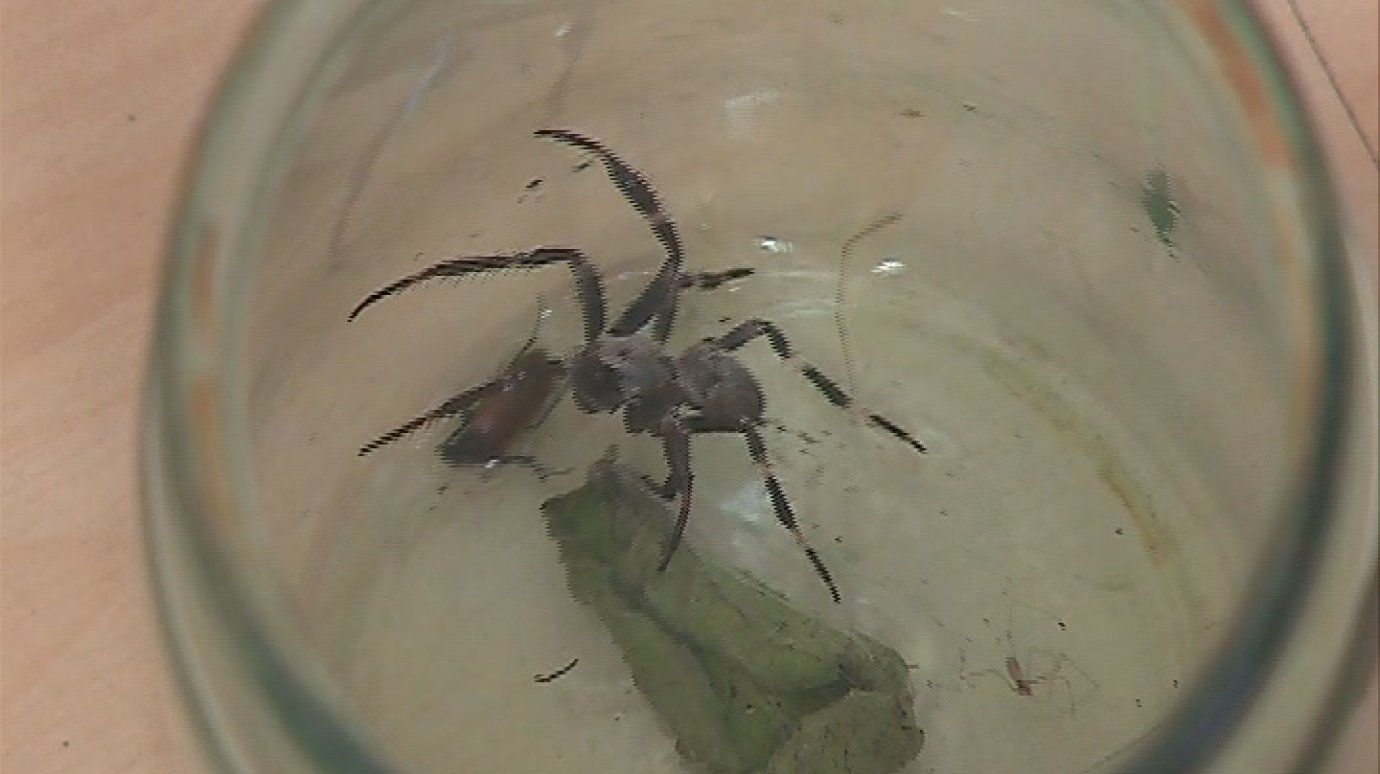 На даче под Пензой обнаружили паука неизвестного вида
