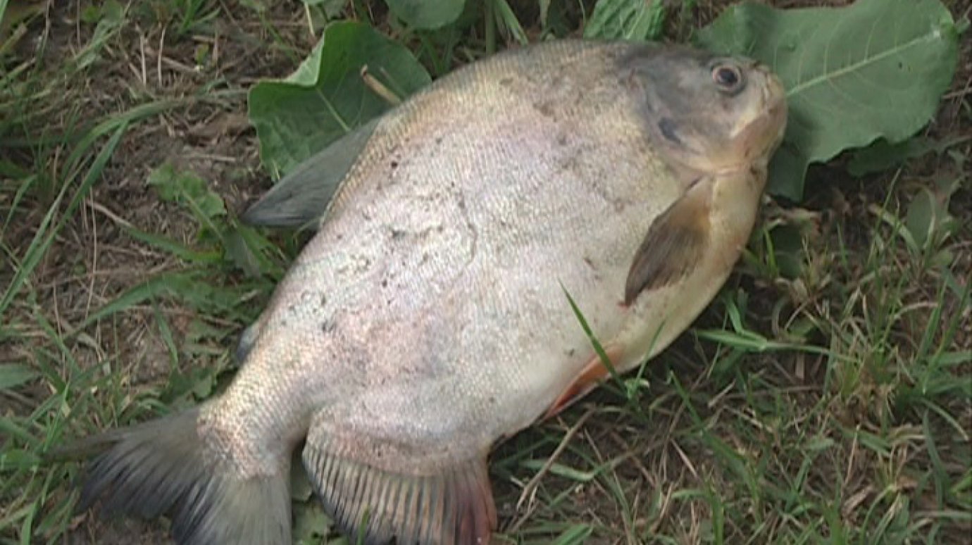 Рыболовы обнаружили в пензенском пруду пиранью
