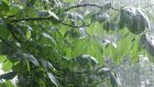 МЧС: В ближайшие часы в Пензе и области ожидается сильный дождь