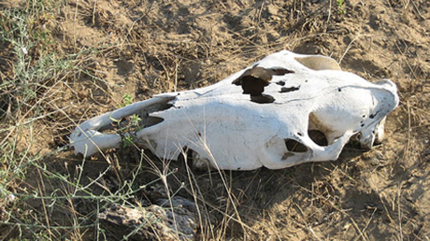 В Пензенской области обнаружено шесть бесхозных скотомогильников