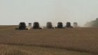 До 25 августа с полей Пензенской области уберут зерновые