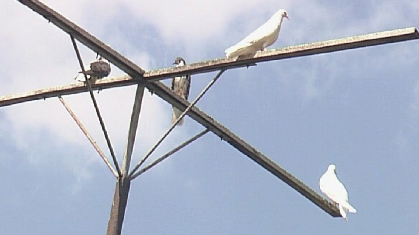На улице Кижеватова рядом с пензенцами поселились голуби