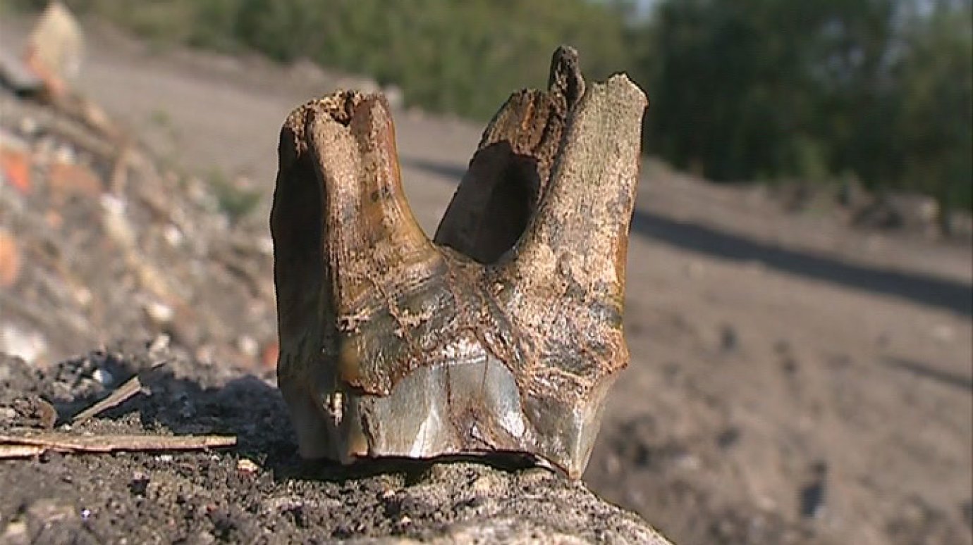Пензенский лицеист обнаружил в реке огромный зуб