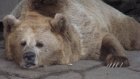 В Пензенском зоопарке отпразднуют день рождения медведя Тихона