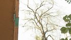 Сухие деревья угрожают жизни и здоровью пензенцев с ул. Беляева