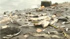 В пруду в Пензенском районе по неизвестной причине гибнет рыба