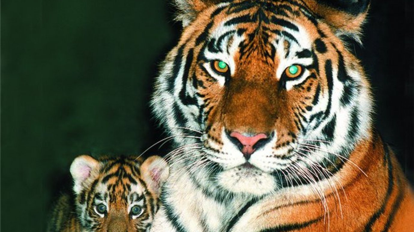 Во время экологической акции в зоопарке тигров покормят мясным тортом