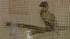 Сотрудники зоопарка предлагают пензенцам отгадать название птиц
