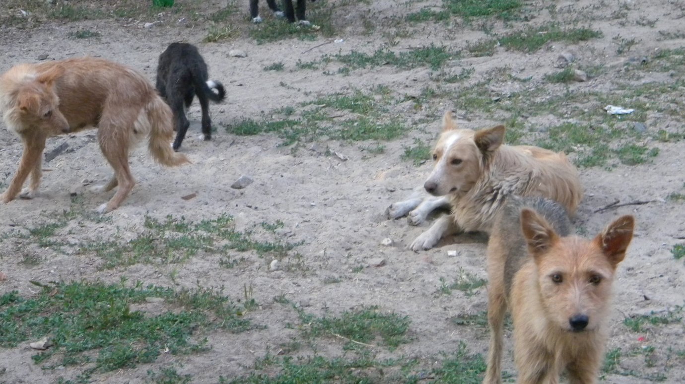 В Камешкирском районе пересчитали бездомных кошек и собак