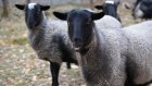 Кузнецкие предприятия получат гранты на разведение овец и шиншилл