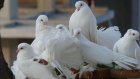 Ностальгия толкнула пензенца на кражу 12 голубей
