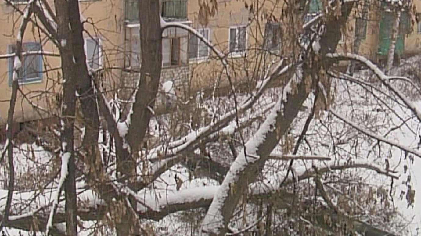 Жители ул. Вяземского из-за старого дерева могут остаться без отопления