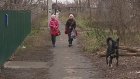 На Ростовской у дороги в школу поселились бродячие собаки