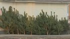 В 60 торговых точках города начали продавать новогодние елки