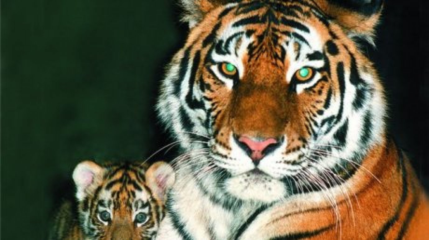 В Пензенском зоопарке скончался амурский тигр Исатора