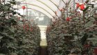 Цветочный бизнес в Пензенской области продолжит развиваться