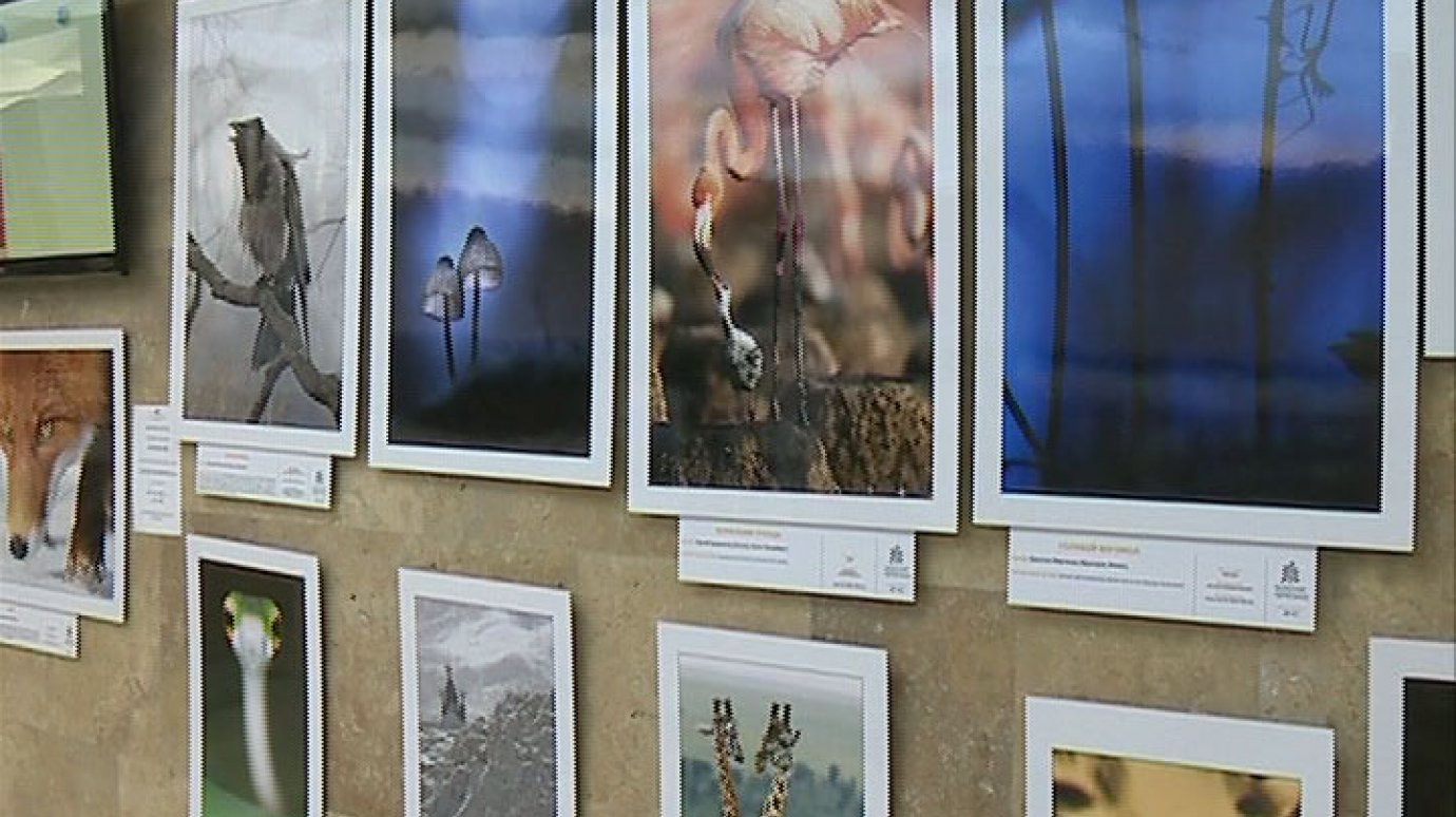 В филармонии в рамках выставки «Золотая черепаха» покажут 232 фото