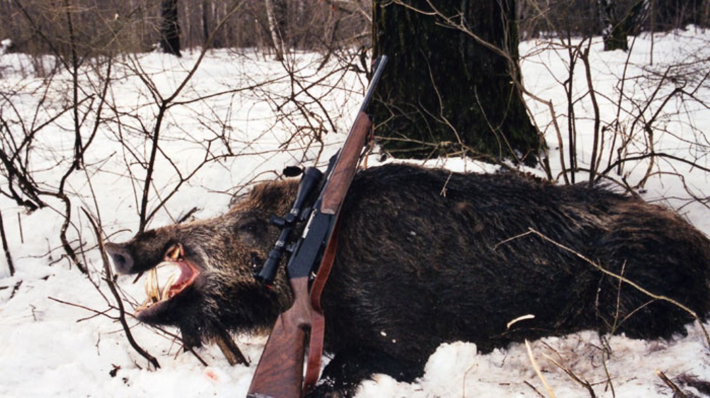 В Нижнеломовском районе браконьер застрелил кабана